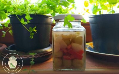 Fermentált szőlő recept Andreától