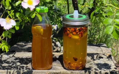 Fermentált Csipkebogyó ital UNI fermentálóüvegben